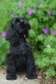 Black American Cocker Spaniel Puppy Cocker Spaniels American Cocker Spaniel Dog Breeds Cocker Spaniel Puppies