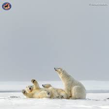 Defenders Of Wildlife On Instagram Alaska S Arctic Is Experiencing The Effects Of Climate Change At Twice The Ra In 2020 Climate Change Effects Climate Change Arctic