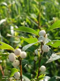 Image result for Flueggea