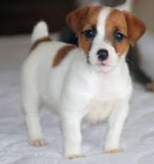 Pin By Gipsy Caparros On My Heart Jack Russell Puppies Jack Russell Terrier Puppies Terrier Puppies