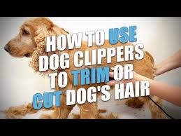 Maybe you would like to learn more about one of these? 43 Best Australian Labradoodle Grooming Ideas In 2021 Labradoodle Grooming Australian Labradoodle Labradoodle