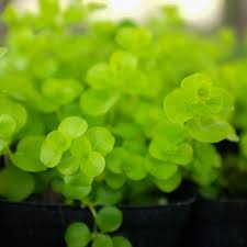 Image result for Lysimachia djalonis