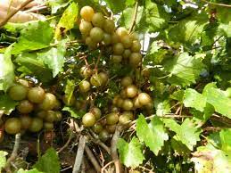What types of grapes grow in florida? Muscadine Gardening In The Panhandle