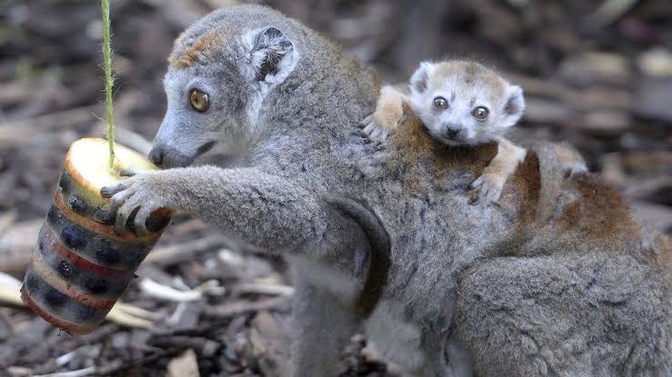 Bumper number of babies born at UK Wildlife Park - BBC Newsround