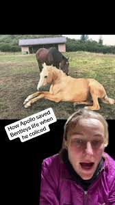 Bentley has always had a thing for golden boys 🥰🥰🥰🥰 #greenscreen  #horsesoftiktok #horsemanship #foal #horses #horsegirl #babyhorse  #younghorse #stallion #horselove #reincarnatedhorse #reincarnation ...