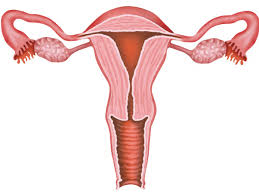 Последние твиты от vagina museum (@vagina_museum). Die Scheide 10 Tipps Fur Eine Gesunde Vagina