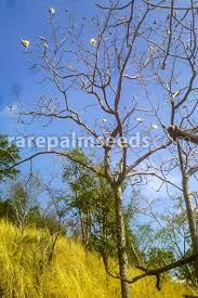 Image result for Bombax