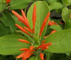 Image result for Justicia australis