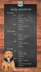 Many children graduate from pulling up to cruising (or walking by holding on to furniture) around month 9 or 10. Create A Daily Schedule For Your Puppy The Puppy Academy