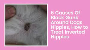 6 Causes Of Black Gunk Around Dogs Nipples – How to Treat Inverted Nipples?