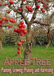 Apple Tree Planting Growing Pruning And Harvesting The Variety Of Apple Selected Should Be Based On Fr Apple Tree Gardening Apple Tree Care Trees To Plant