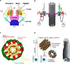 Maybe you would like to learn more about one of these? Cilia Before And After Cilia Full Text