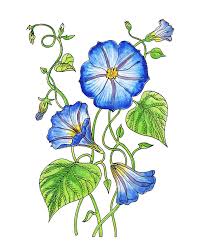 Morning Glory Botanical Watercolor Painting By Irina Sztukowski Watercolor painting flower drawing art, watercolor flowers, pink petaled flower transparent background png clipart. morning glory botanical watercolor by irina sztukowski