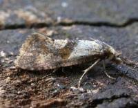 Image result for Cochylidia implicitana