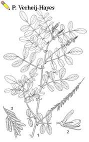 Image result for Indigofera astragalina-hirsuta