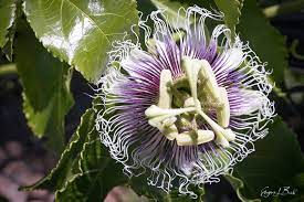 Passion Flower Passiflora Incarnata Eugenebrill Naturephotography Flowers In 2020 Passion Fruit Flower Fine Art Photographs Photo Art Gallery