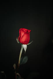 We did not find results for: Red Black Rose Pictures Download Free Images On Unsplash