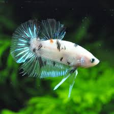 A White Black And Electric Blue Koi Hmpk With A Tiny Hint Of Orange Truly Stunning Blown Away By Those Fins Wow Picture By User Betta Fish Betta Koi Betta