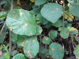 Image result for Rubus steudneri