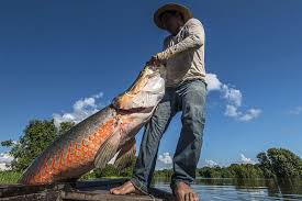 giant freshwater fishes are in alarming decline