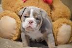 English Bulldog Puppies for Sale - Next Day Pets