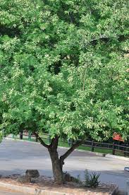 Image result for Acacia welwitschii