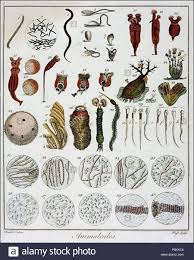 N/A. Inglés: "Animalcules" observada por Anton van Leeuwenhoek ...