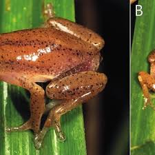 Image result for Englerophytum rwandense