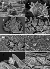 Image result for Acalypha psilostachya