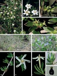 Image result for Tricalysia sp. E