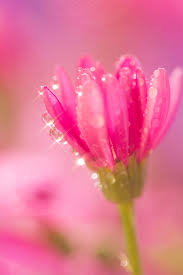 flower waterdrop 季節の生花種類 美しい花 きれいな花