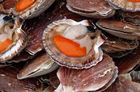 Coquilles st jacques par 5 kg pêchées au large de honfleur. Actualite Coquilles Saint Jacques Maison Daubert Poissonnerie Courseulles Sur Mer 14470