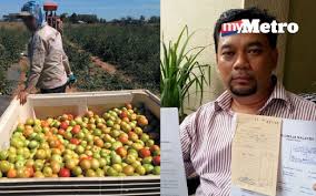 Dalam sebulan dia berhasil mengumpulkan rp 10 jutaan, lumayan kan? Mohd Faidzol Kerugian Rm600 000 Ditipu Agen Petik Buah Di Australia Kartel Dakwah