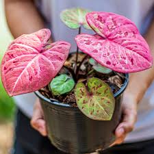Image result for Caladium