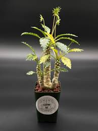 Image result for Dorstenia