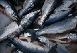 Copper River Silver Harvest Reaches 302 000 Fish The