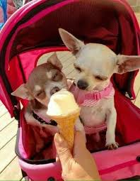 pin auf a freakin dorable 3