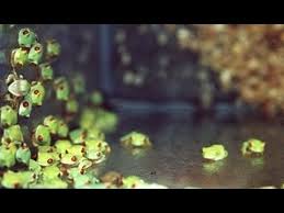 We did not find results for: Red Eyed Tree Frogs Baby S Youtube