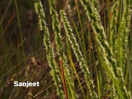 Image result for Elytrophorus spicatus