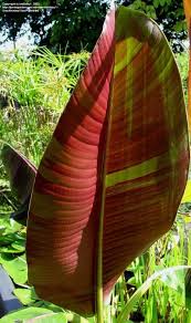 Jun 11, 2021 · this will tell you what hardiness zone you live in. I Found Out Today That Darjeeling Bananas Will Actually Produce Fruit In Zone 6 Sam Is Insisting We Plant Some Because Then Plants Banana Tree Plant Sale