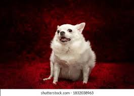 Image result for chihuahua big obesity