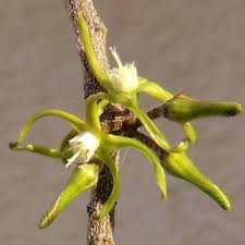 Image result for Cynanchum orangeanum