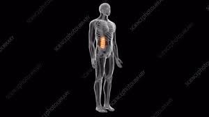 The spine diagram shown below, consists of many bones or vertebrae,soft discs,the spinal cord, and spinal nerves. Human Back Bones Stock Video Clip K006 1323 Science Photo Library