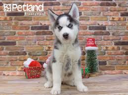 Therefore, in craigslist husky puppies florida, we normally give detailed comments on product for craigslist husky puppies florida, we will offer many different products at different prices for you to. Petland Florida Has Siberian Husky Puppies For Sale Interested In Finding Out More About The Siber Husky Puppies For Sale Siberian Husky Puppies Puppy Friends