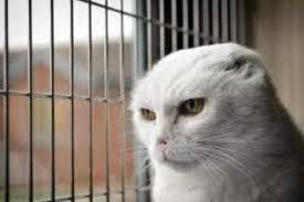 The ability of cats to smell cancer and other diseases remains untapped. Voldemort Voldemort Cat Cats Cats Smelling