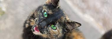 How does cancer kill a cat? Cancers Tumors In Cats Hill S Pet