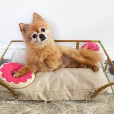 We absolutely love our little ones and. Pomchi Pomeranian Chihuahua Mix Appearance Characteristics Price