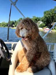 Welcome to memphis goldendoodles two litters of puppies were born in september 2020. Memphis Goldendoodles Goldendoodle Stud In Memphis Tennessee