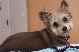 Cairn Terrier Mix Dog Adoption Experience
