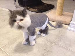 Below you will find an interactive google map which will tell you where there are hair salon located near you. Short Haircut Persian Cat The Haircut Styles